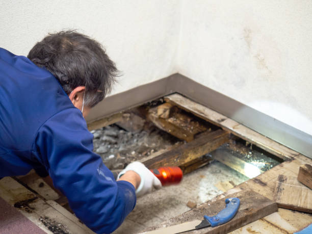 Best Residential Mold Removal  in Lititz, PA
