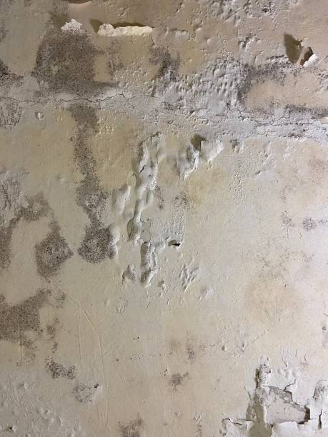 Best Certified Mold Removal  in Lititz, PA